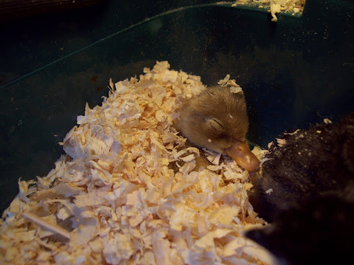 100_2984.JPG