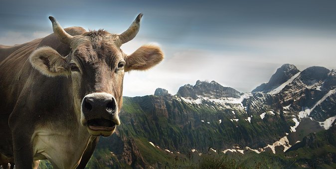 cow-1615890__340.jpg