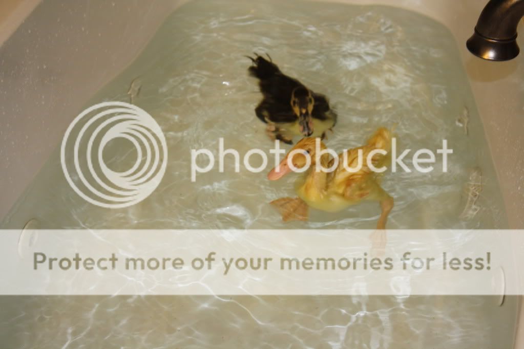 duckiesandpond086.jpg