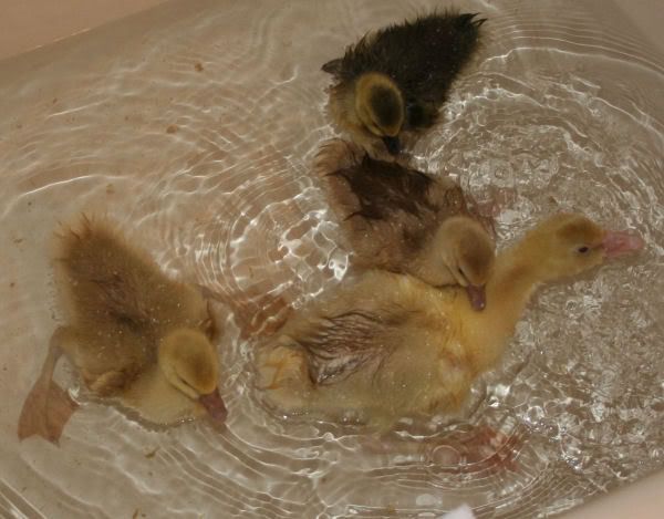 tub2.jpg