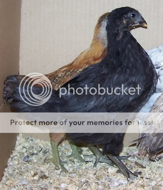 chick3.jpg