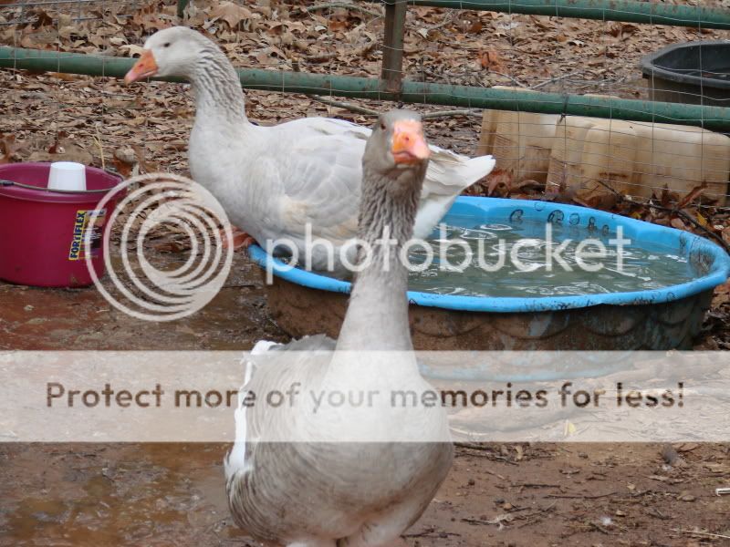 DSC06075.jpg