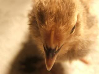 TSCChicks41609031.jpg