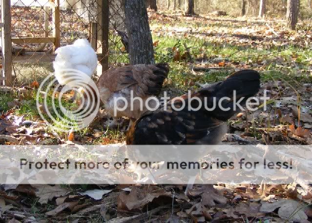 chickens120509002.jpg