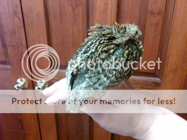 IMG00046-20100505-1628.jpg