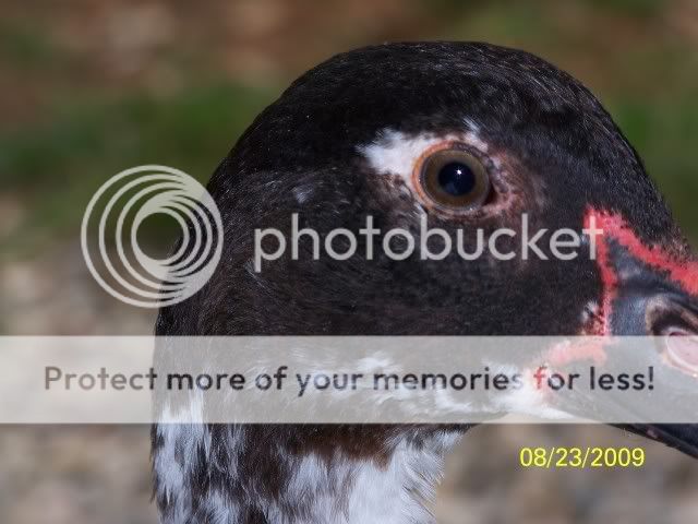 unnamedduck7.jpg