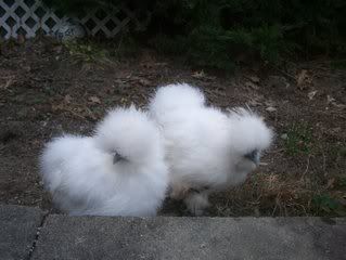 silkies015.jpg