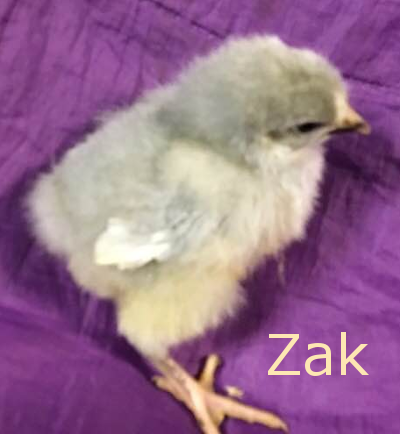 x7CJVzK.png