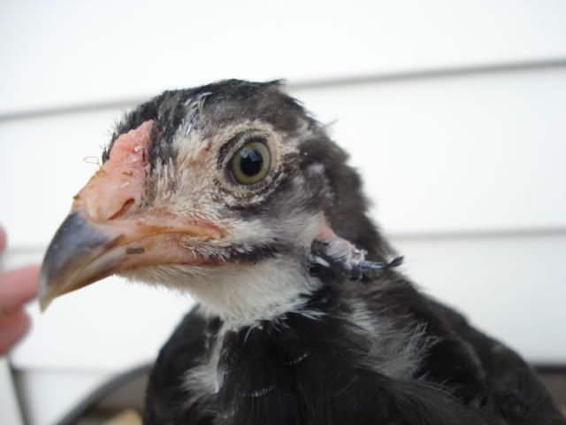 BlackChick002.jpg
