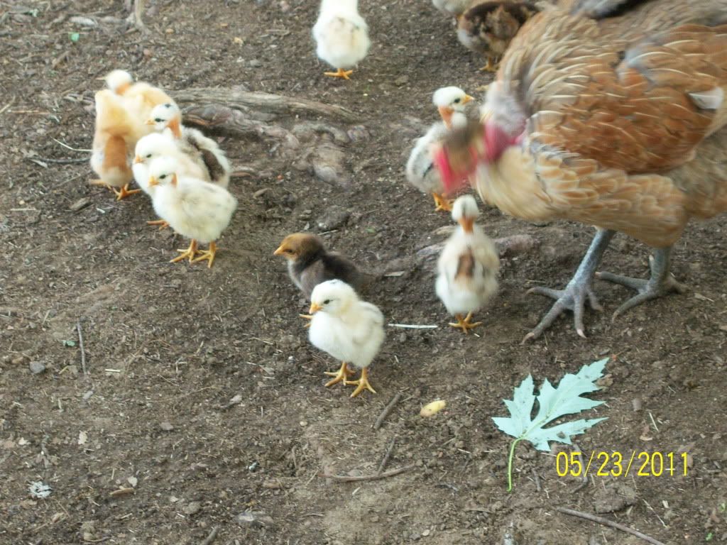 gallinas2011s004.jpg