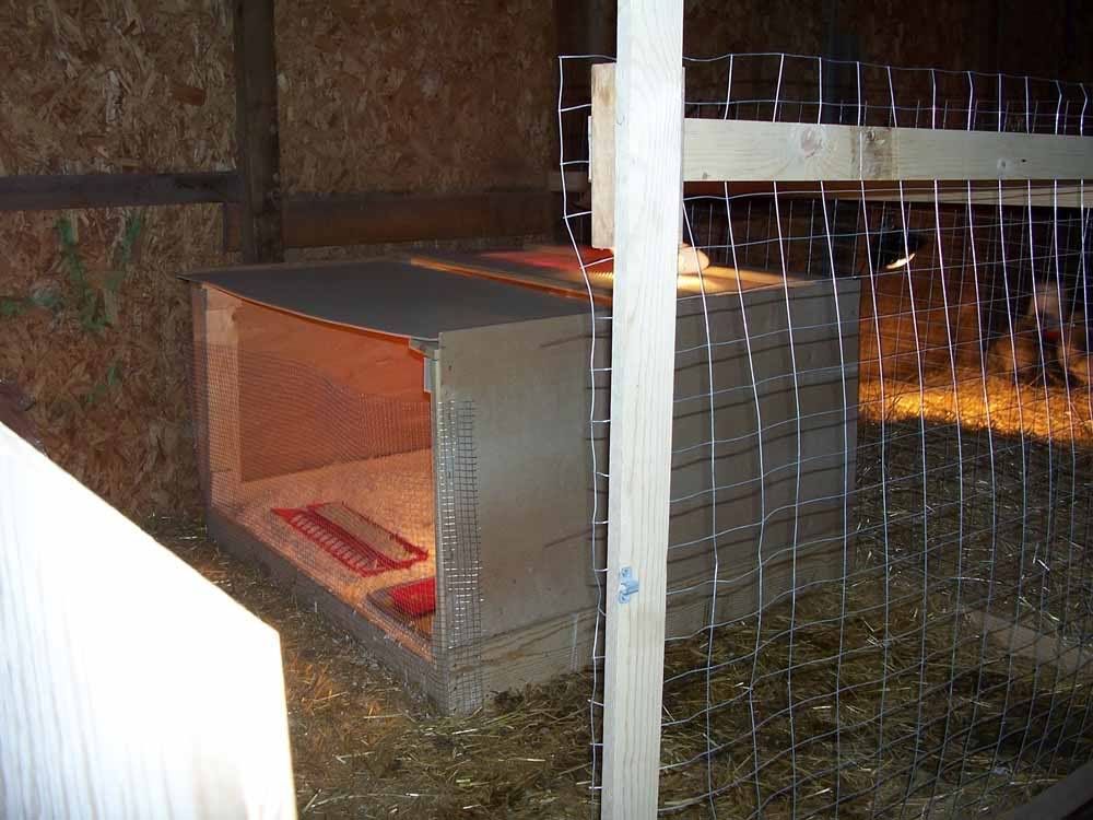 brooder1.jpg