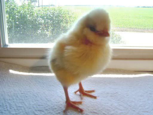fancychicks1dayold039.jpg