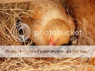 BroodyHatch003.jpg