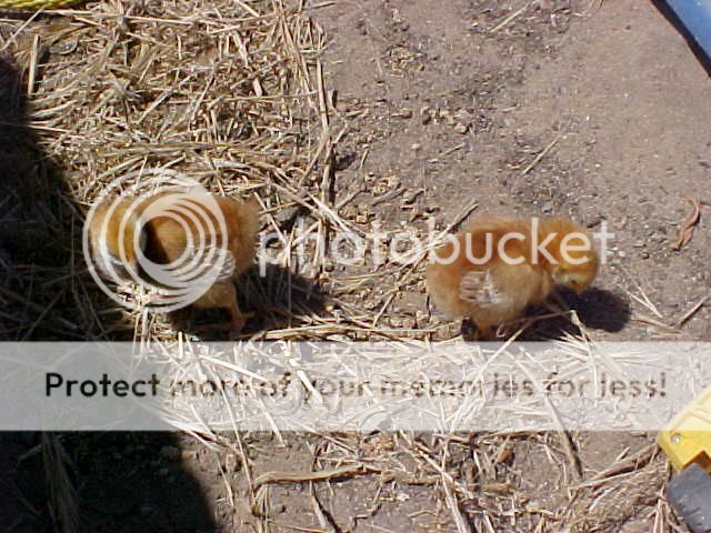 BabyChicksFirstDirtScratching6-15-0.jpg