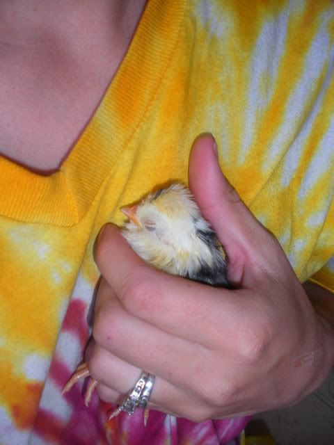 peep010.jpg