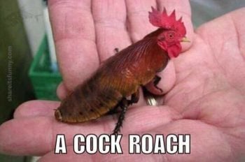 original-cockroach-350x232-jpg.5736