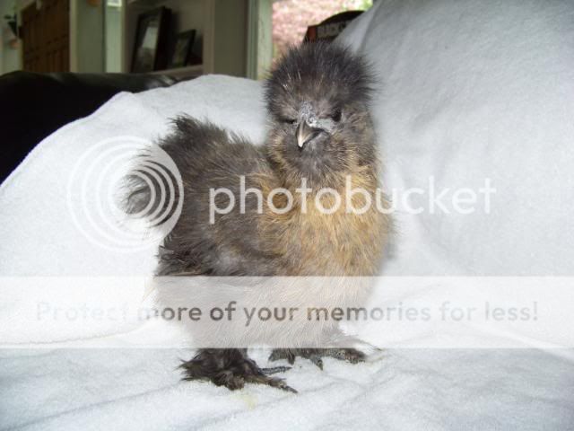 sgsilkies_009.jpg