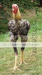 malay.jpg
