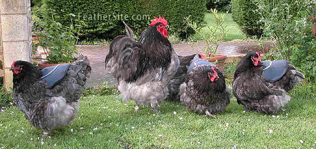 BlOrpFlockUK.JPEG
