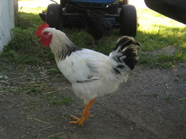 Chickens71508001.jpg