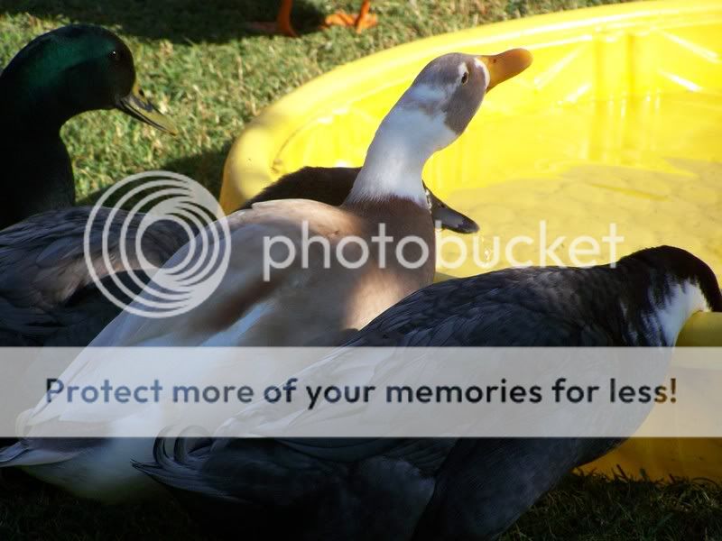Ducks.jpg