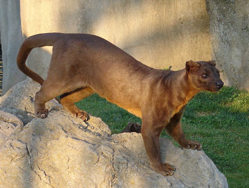 fossa5_large.jpg