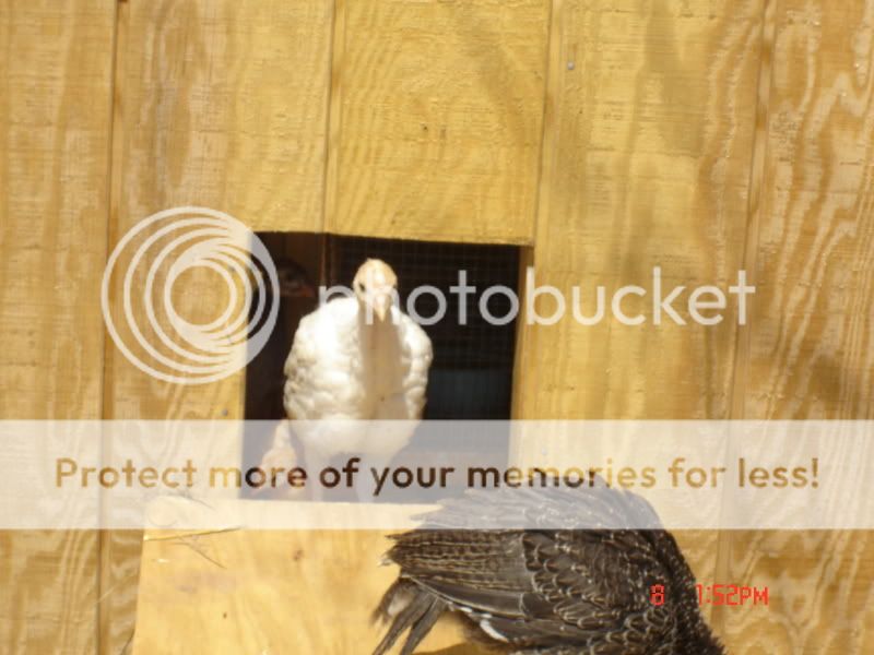 DSC08064.jpg