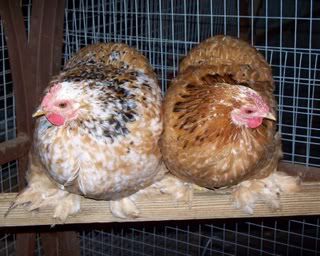 BridgetMFCPullets001.jpg