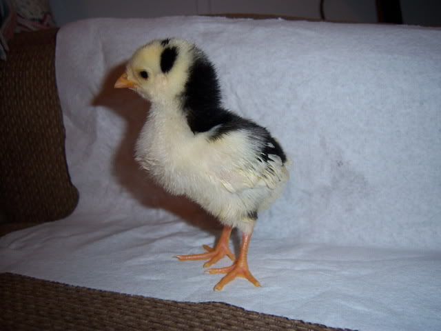 FuzzyButts039.jpg