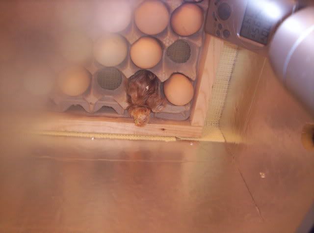 Babychicks001.jpg