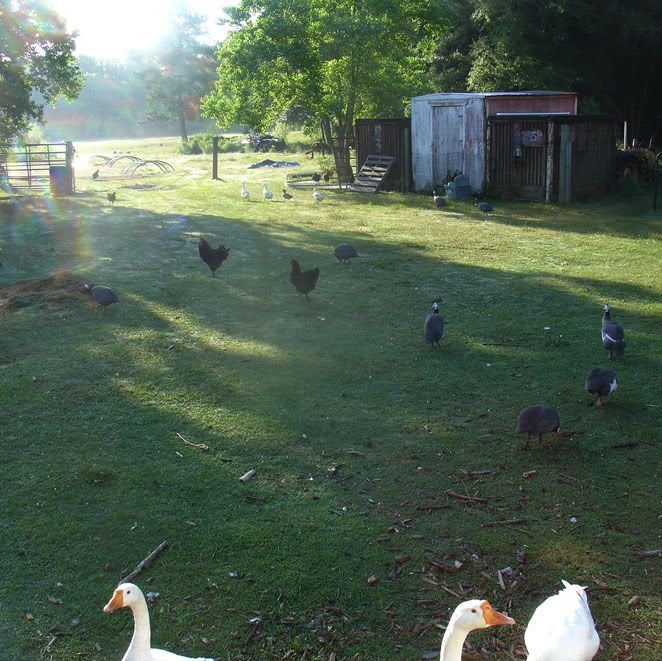 freerange.jpg