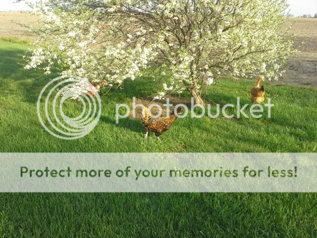 20130501_190018_zpsd6397406.jpg