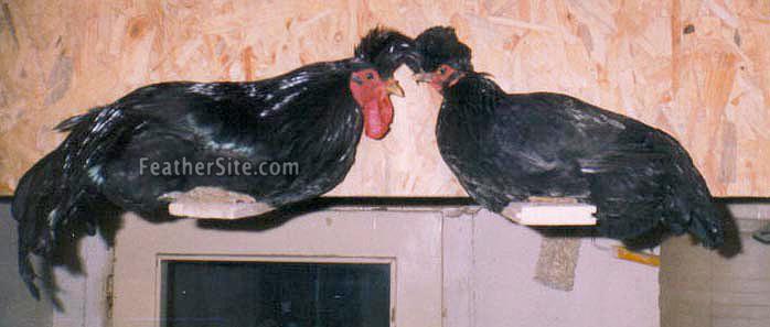 KosovaLongcrowPr.JPEG