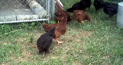 headlesschicken2.jpg