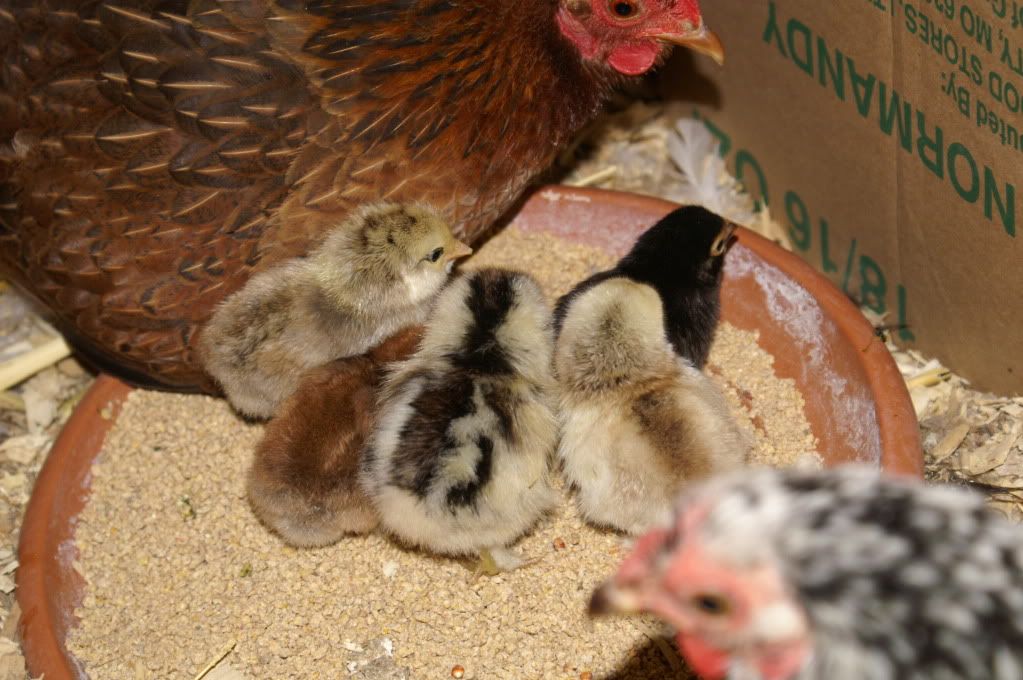 mychickens002-2.jpg