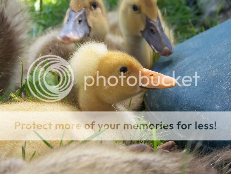 100_5727.jpg