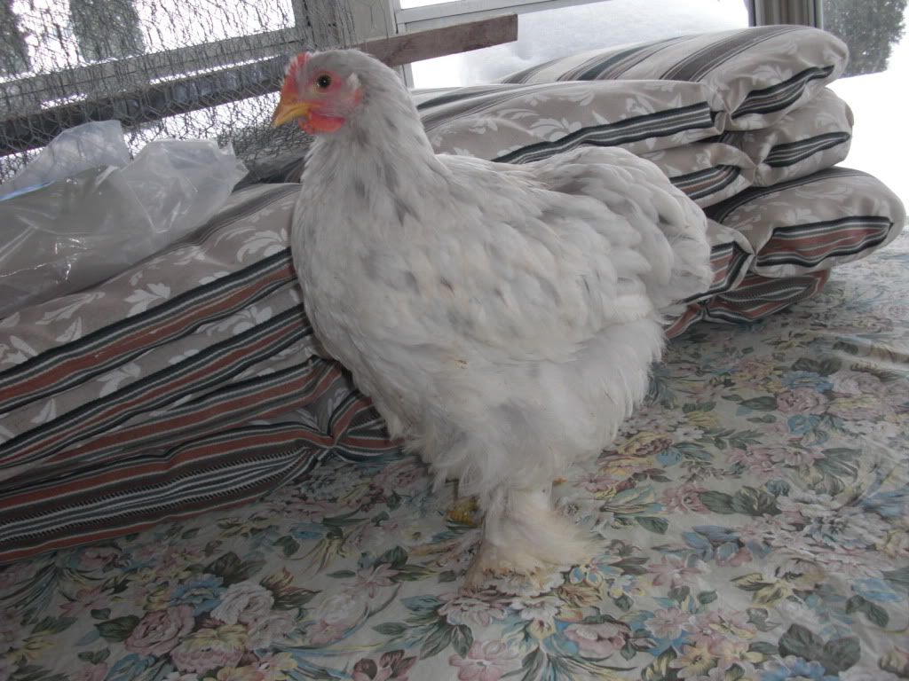 chickens026.jpg