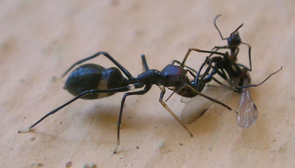 AntSpider.jpg
