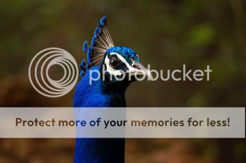 national-bird-of-india-peacock.jpg