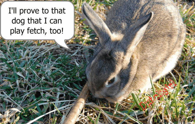 Val-DayPets081-1-1.gif