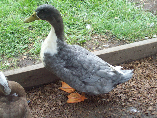 100_3687.JPG