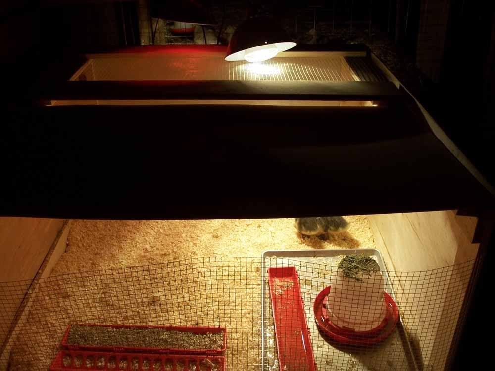 brooder3.jpg