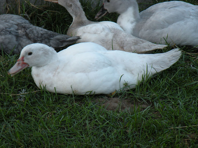 DSCN4451.JPG