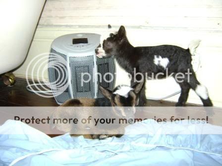 mamaheater1.jpg