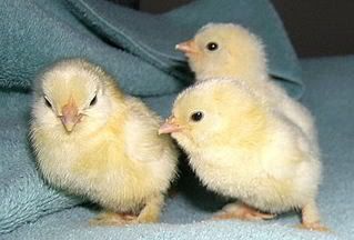 March07FaverolleBabies.jpg