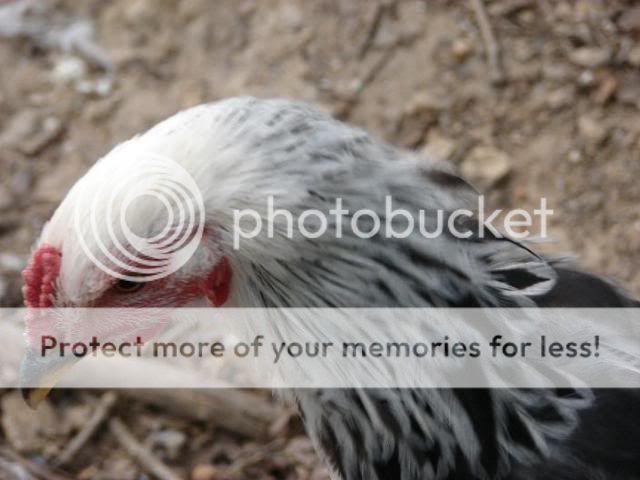 inbetweenheadclose.jpg
