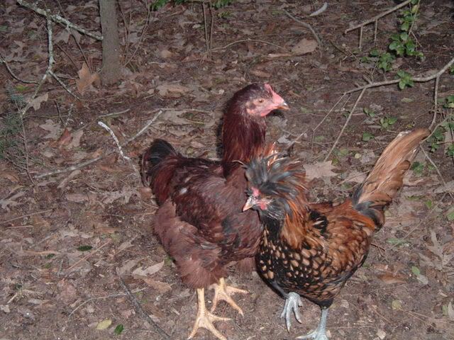 SilkiesOthers022.jpg