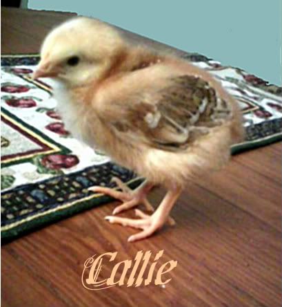 Callie3.jpg