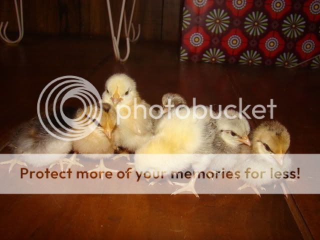chicks014.jpg