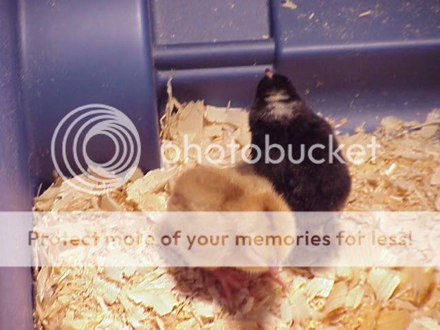chickens4_day1.jpg